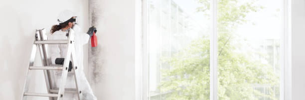 Best Attic Mold Removal  in Delta, CO
